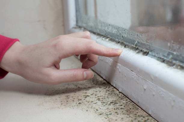 Best Environmental Consulting for Mold Prevention  in Oak Hill, FL