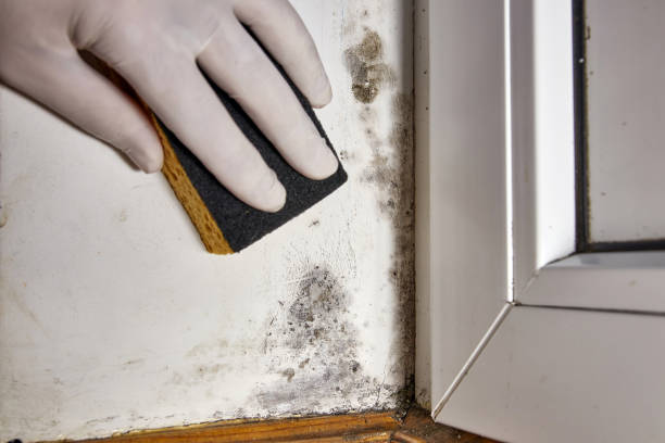 Best Emergency Mold Remediation  in Oak Hill, FL
